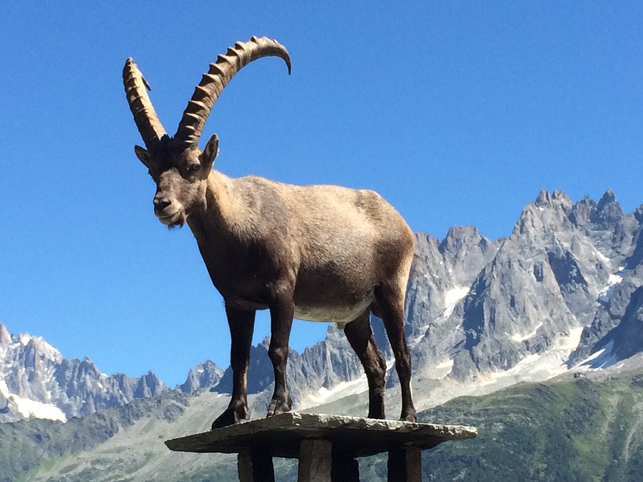 Un bouquetin sur le toit d’un bâtiment au parc de Merlet en août 2016.