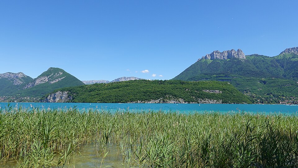 Les roselières au bord du lac à Saint-Jorioz en été.