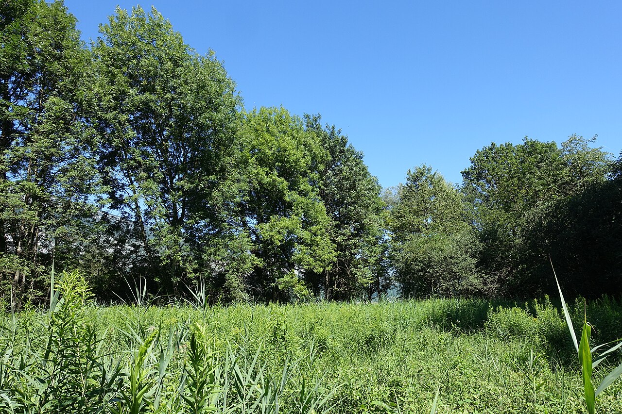 La réserve du Bout-du-Lac en été, à Doussard.
