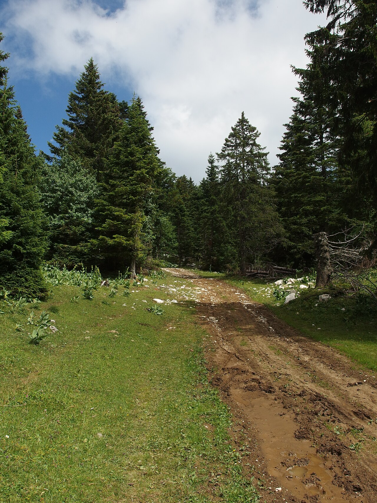 Paysage lors d’une randonnée au Semnoz.